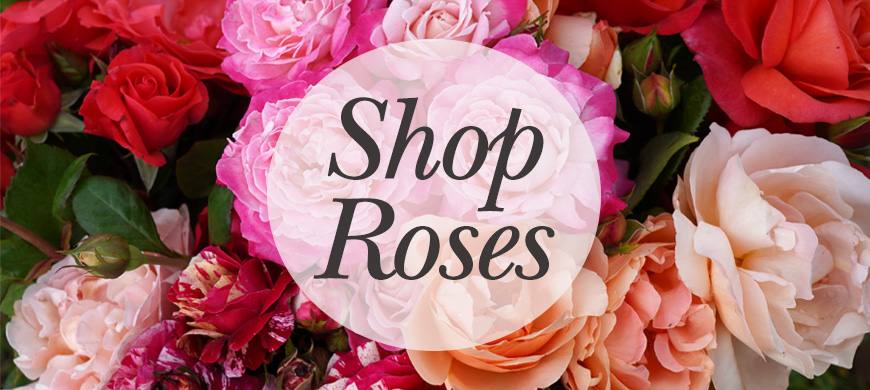 Shop Roses